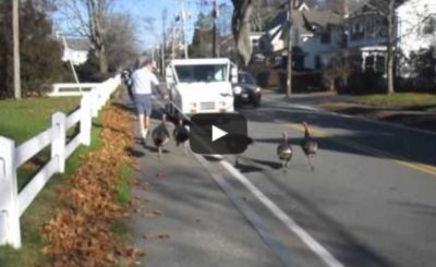 Turkeys Attack Falmouth mailman