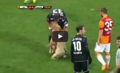 Puppies Interrupt Turkish Soccer Match