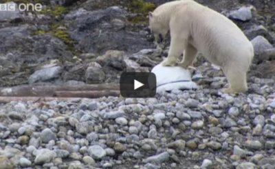 Polar bears smash the spy cams