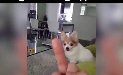 Dog Hates being Flipped Off