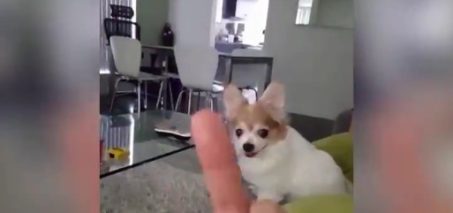 Dog Hates being Flipped Off