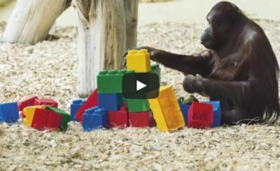 Orangutan Playing with Lego