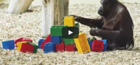 Orangutan Playing with Lego