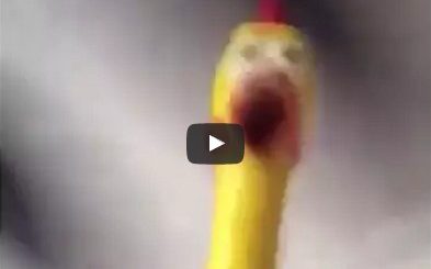 Rubber chicken in a fan