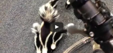 Skunk family meets cyclist. Don't move!