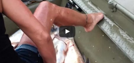 Asian Carp Assault Boaters - Funny Fish Attack