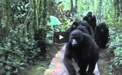 Wild gorilla family bonds with humans