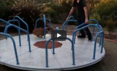 corgi on a carousel