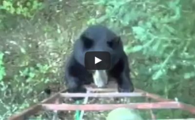 hunter scares off bear canadian style