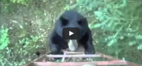 Hunter scares off bear - Canadian style