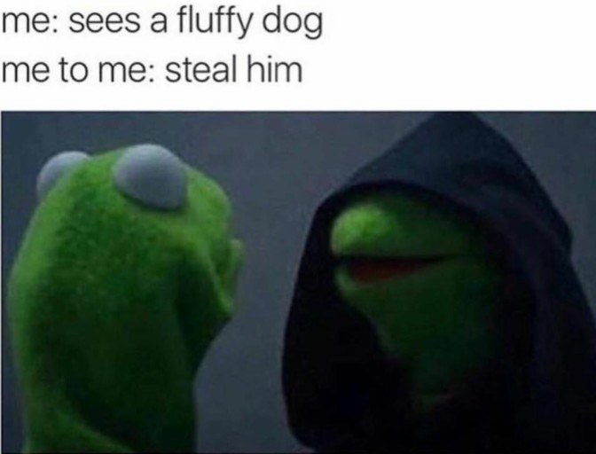 me sees a fluffy dog me to me steal him