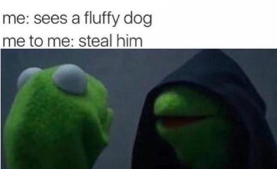 sees a fluffy dog steal him