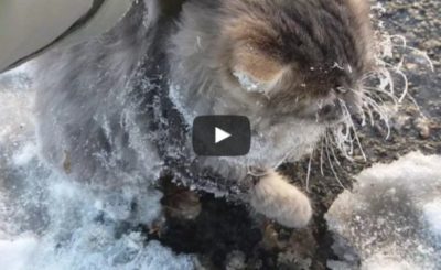 couple finds a cat frozen to the ground and help him