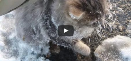 Couple finds a cat frozen to the ground and help him