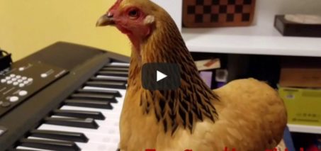 Patriotic Chicken Playing Keyboard Piano