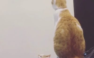 Mom! Mooom ...Can you get my toy for me Cat helps child get toy
