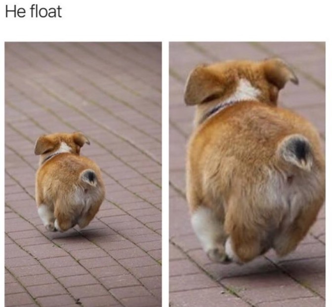 he float puppy