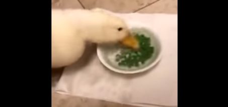 Duck eats peas really fast