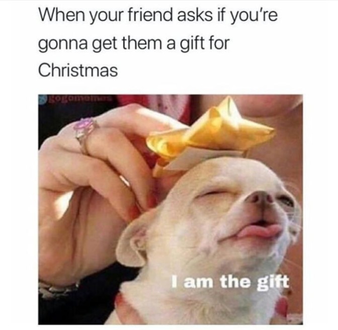 when your friend asks if you're gonna get them a gift for christmas i am the gift chihuahua bow