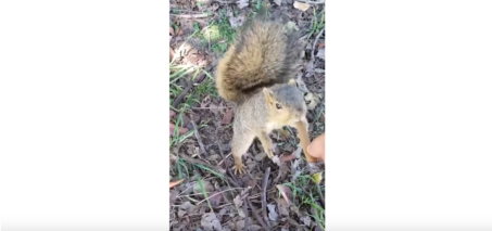 squirrel steals blunt